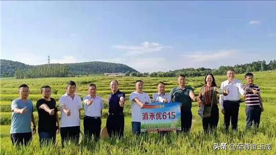 专家回应水稻上山的问题,水稻上山为什么引起这么大争议呢