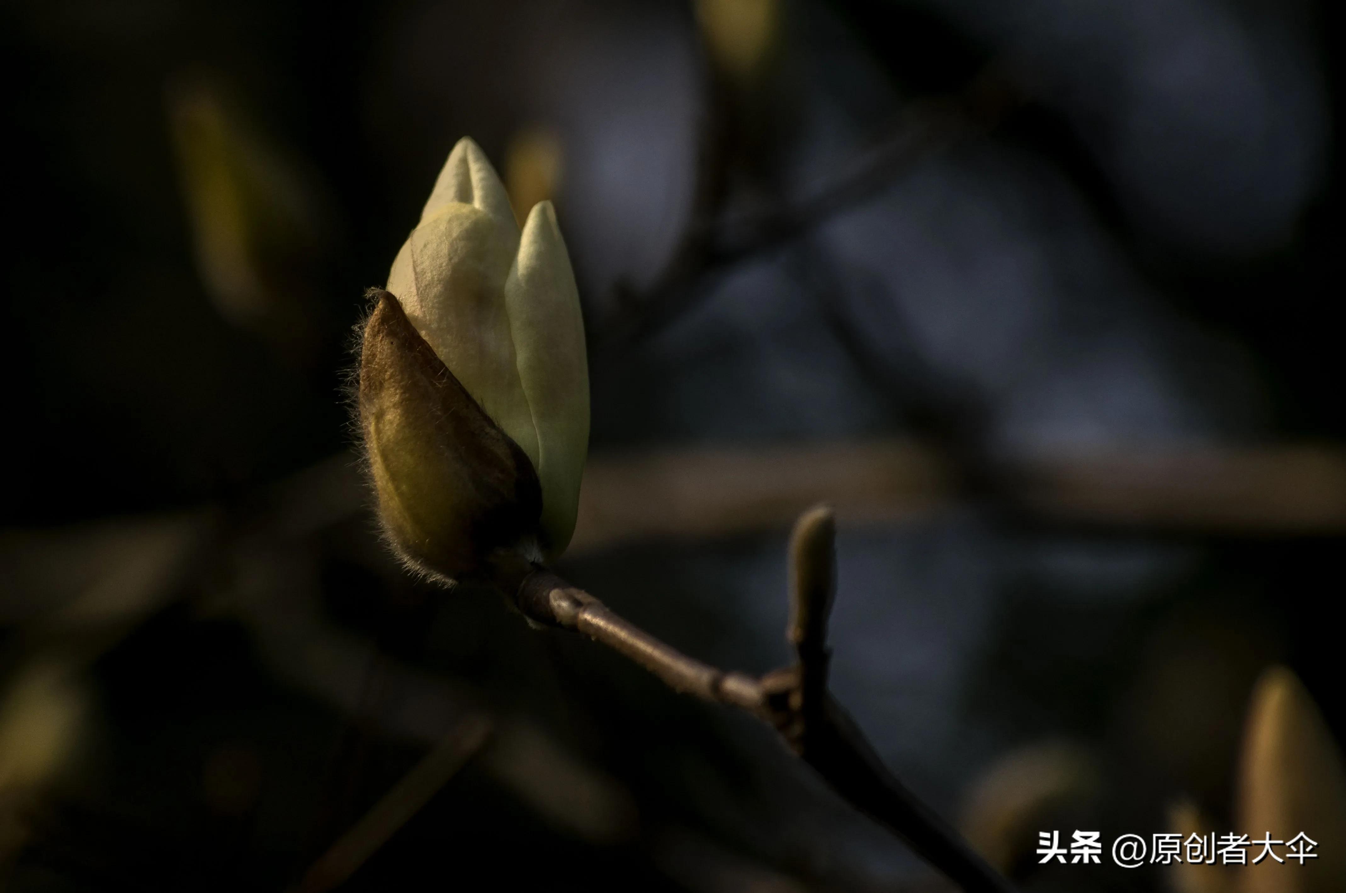 拍个玉兰婴差点赔了台单反