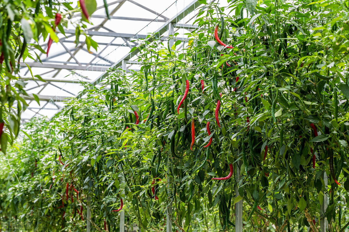 农业辣椒病毒病怎么治疗,辣椒病毒病的识别与防治方法