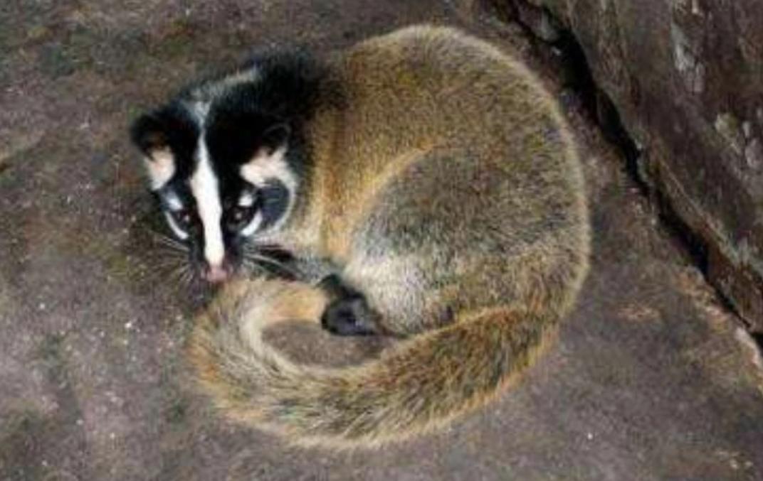 江西老汉活捉神兽四不像,江西老汉活捉神兽六不像