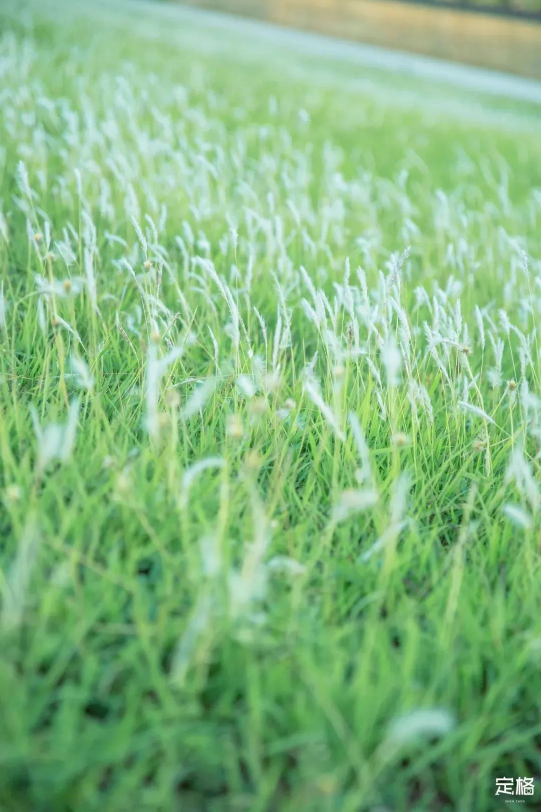 深圳10个小众打卡地,深圳十大免费打卡地