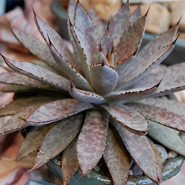 102个大类近500个多肉植物图片，都极其美丽，建议在家中也养一盆