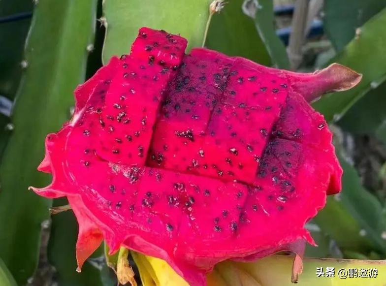 火龙果用什么颜色灯补光,普通led灯能给火龙果补光吗