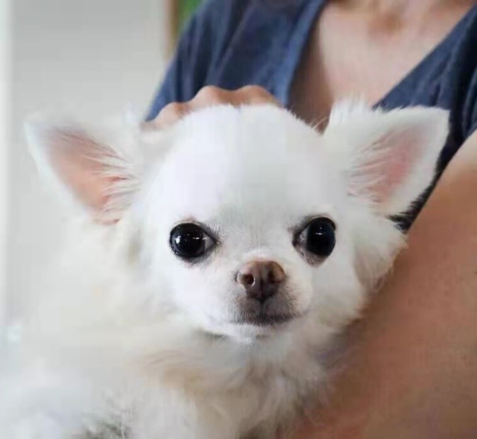 吉娃娃的宠物,吉娃娃宠物日常