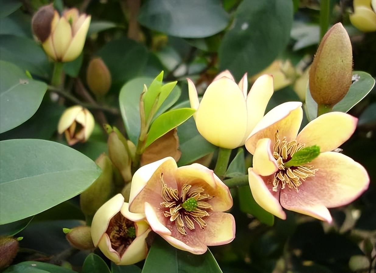 18种花卉的种子,100种最好养又好看的花