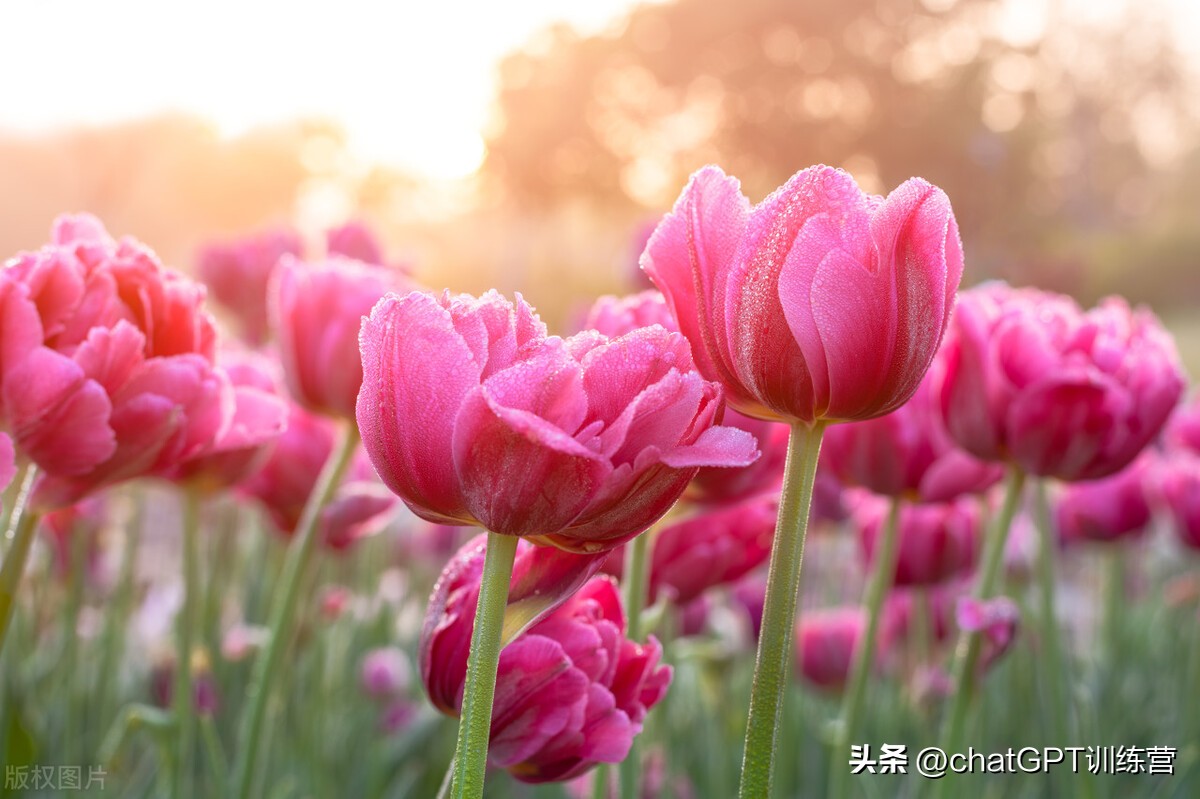 各类花种花语,情人节花语大全给女朋友送花必看