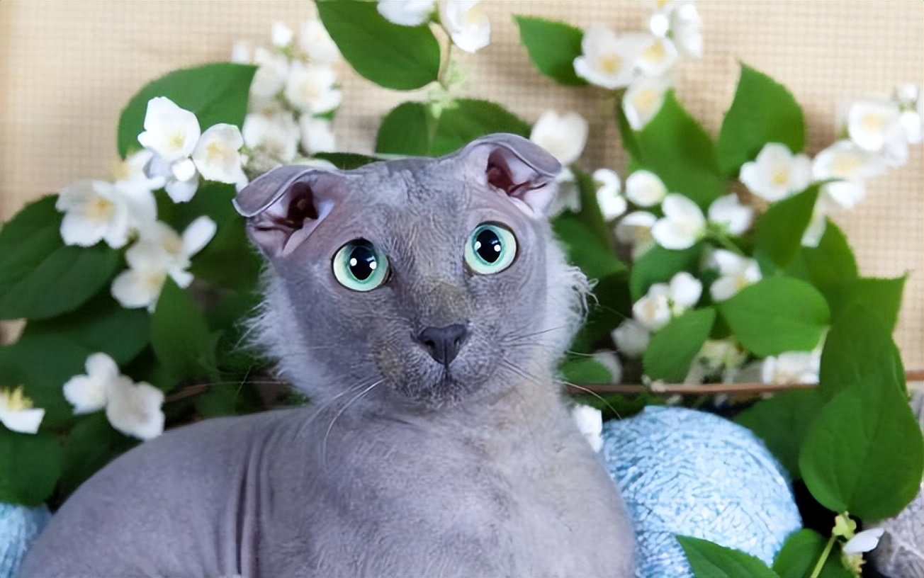 什么品种的猫猫既便宜又好养好看,稀有猫咪品种可饲养