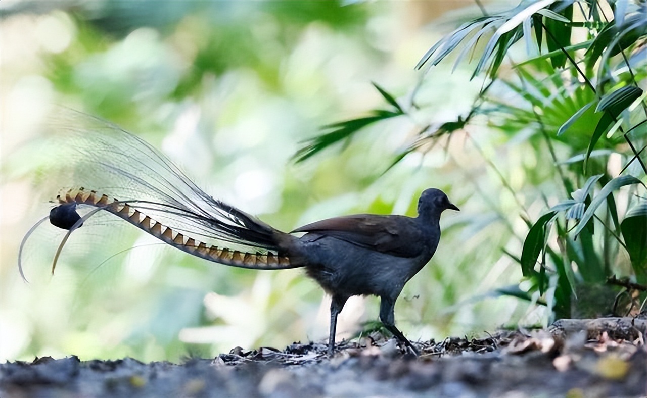 世界上最大的华丽琴鸟,天堂的使者
