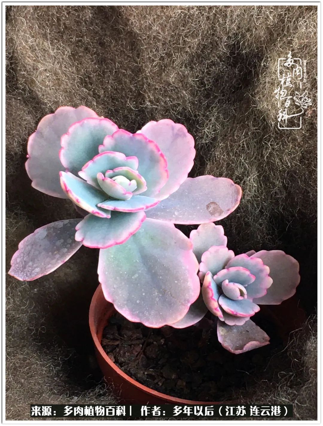 我若不弃，愿你不负我所期