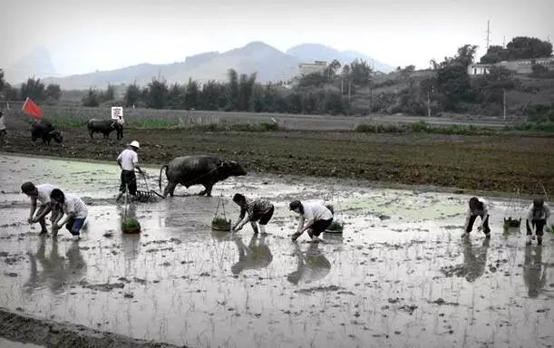 在农村当知青七八十年代,回想在农村插队时