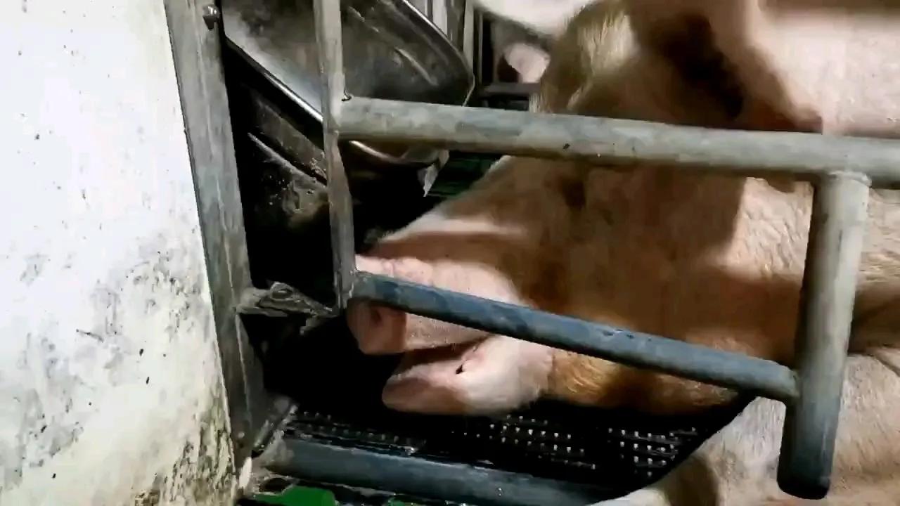 夏天高温母猪如何防治高热病,母猪热应激的正确方法