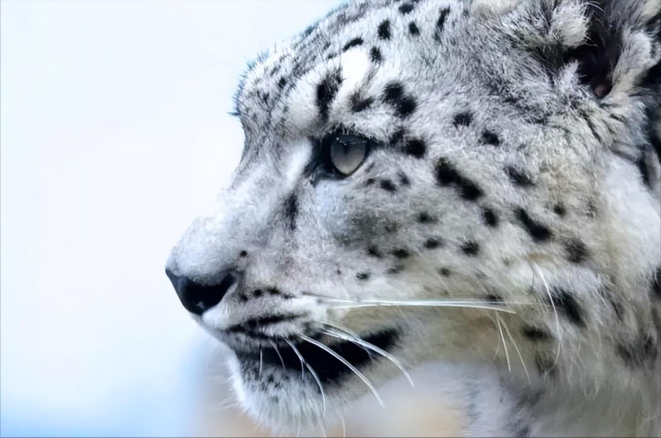 云南农村小伙捡到一只小猫,小伙捡到一只活体小猫