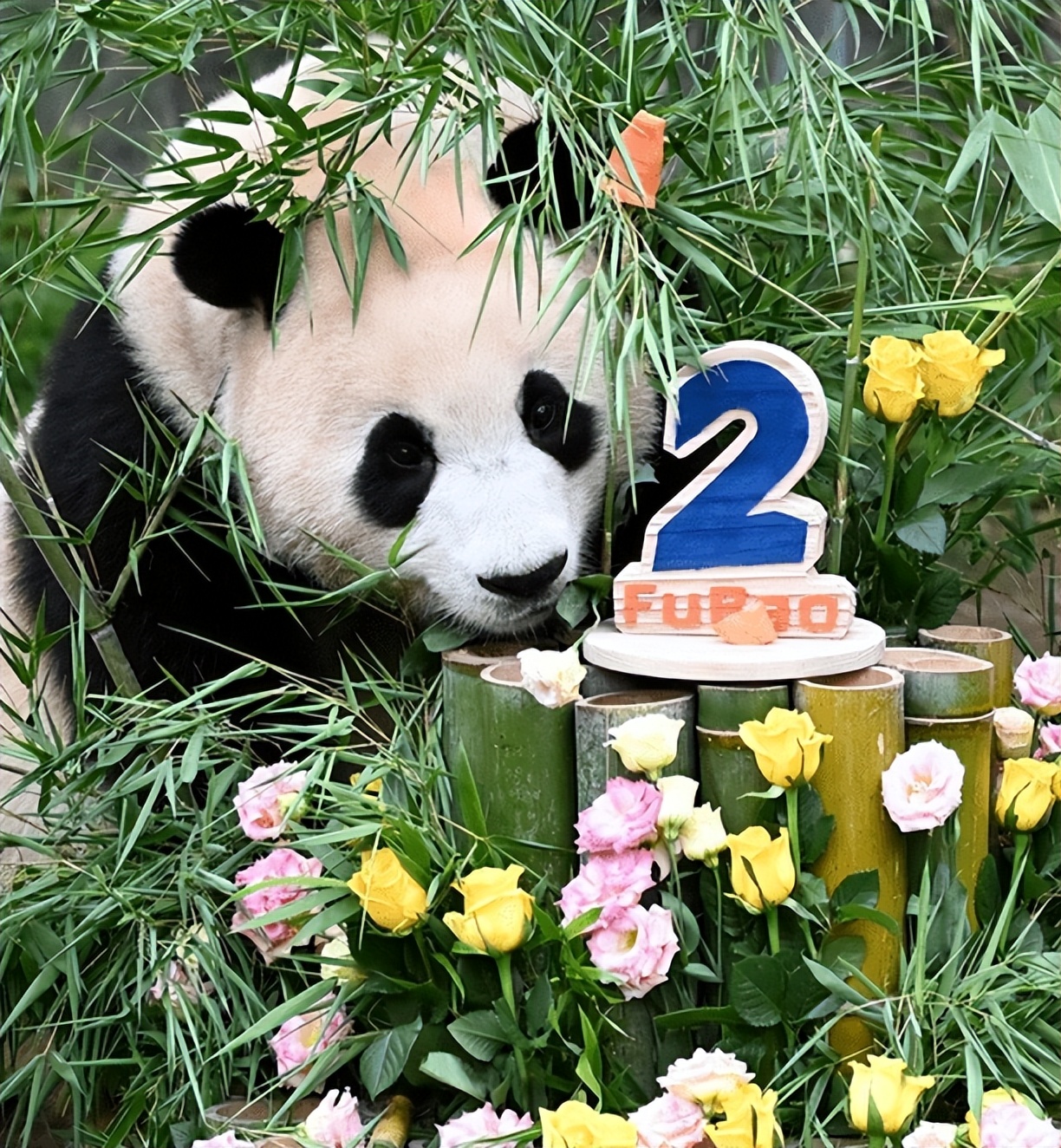 多少人关注丫丫,现在有多少人在关注丫丫