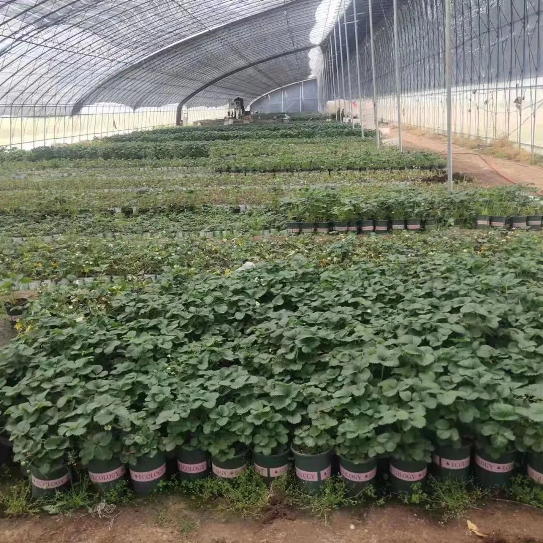 阳台农业产业链,阳台农业最新消息