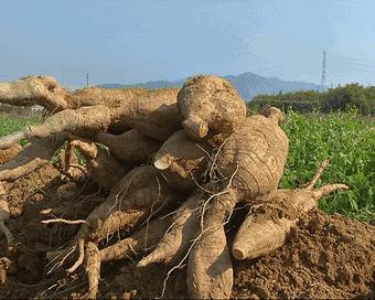葛根在美国有多厉害,美国花50亿清理葛根