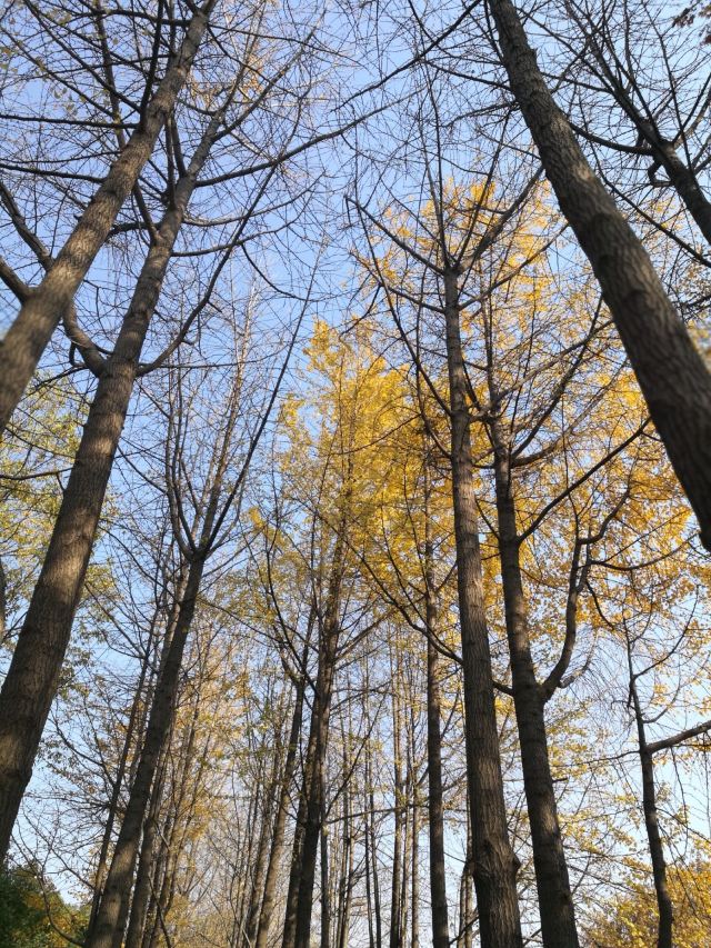 杭州周边赏秋好去处,杭州赏秋最佳攻略