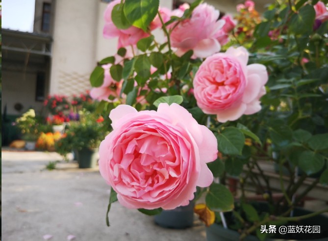 月季花盲芽,月季花怎么有盲枝和盲芽呢