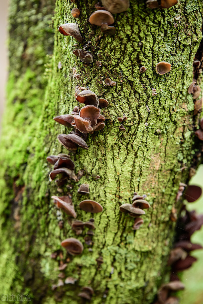 东北十大特产山货有哪些,秋冬季有啥山货