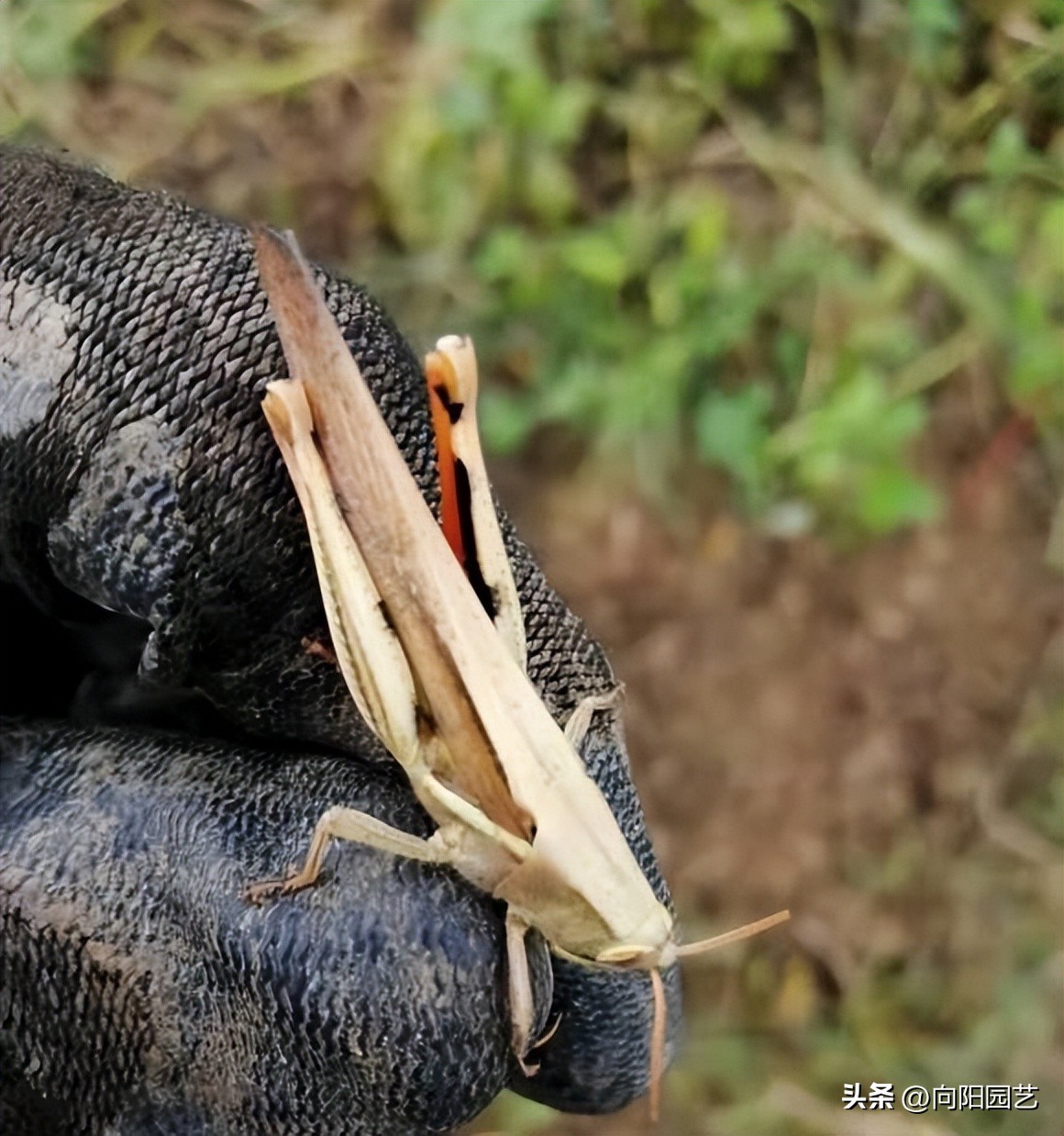 多肉种植药剂,多肉驱虫药剂