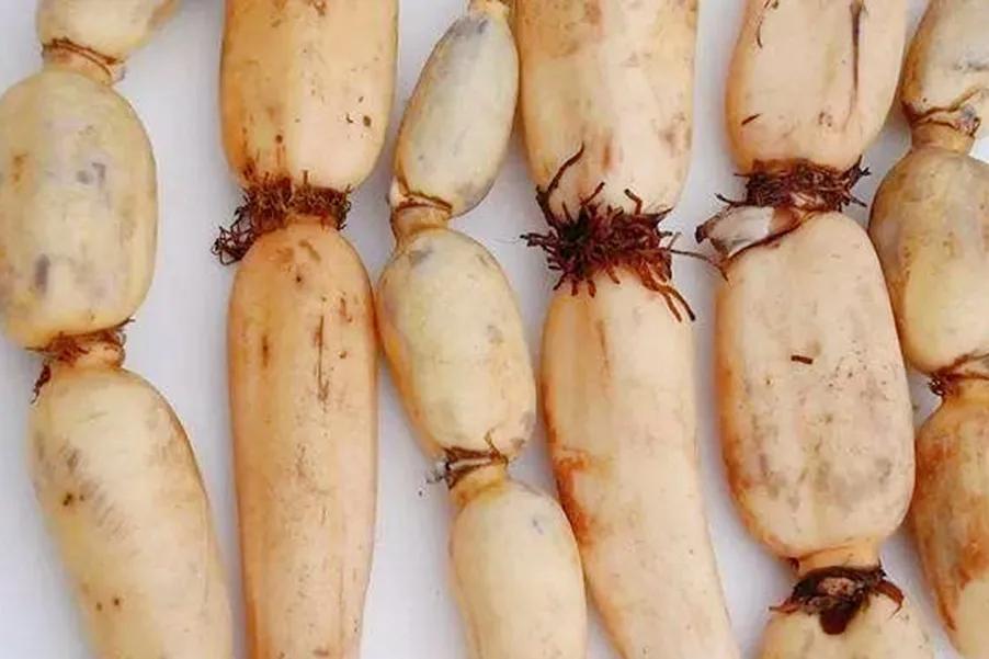 全国哪里的莲藕汤有名,全国最好的莲藕品种粉藕