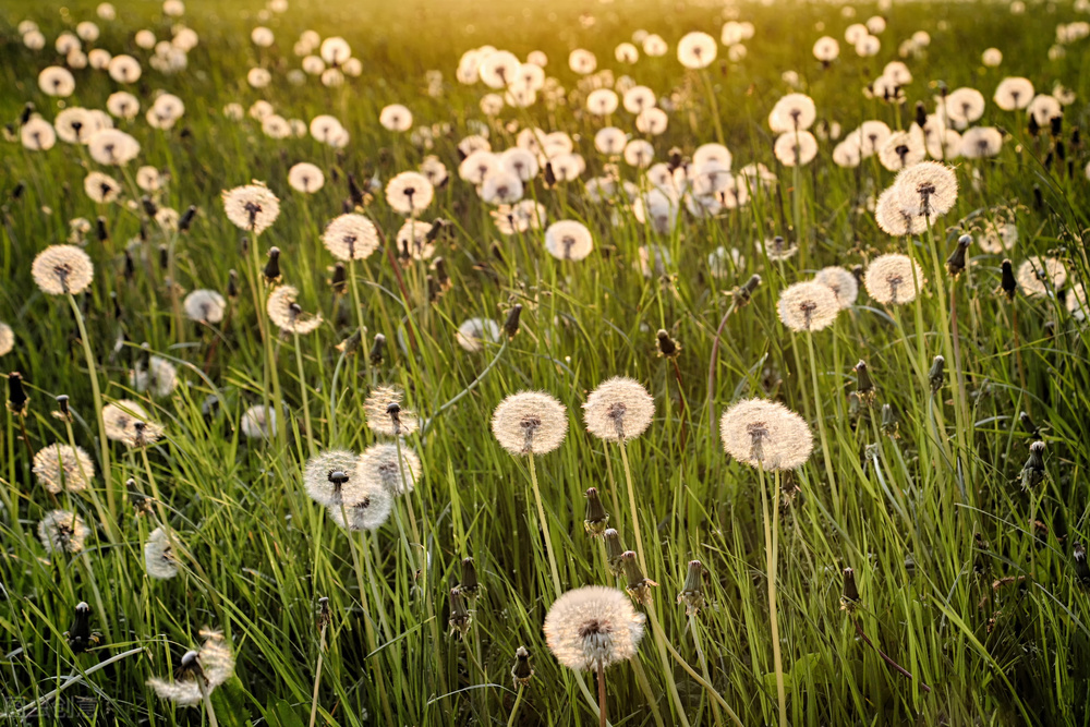 蒲公英配桑叶功效神奇,蒲公英的特性功效与作用有哪些