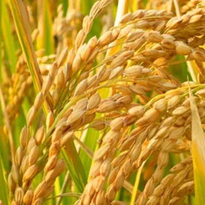 水稻是我国三大主粮之首,最早的五谷有水稻吗