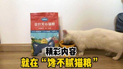 最受好评的猫,好评的猫