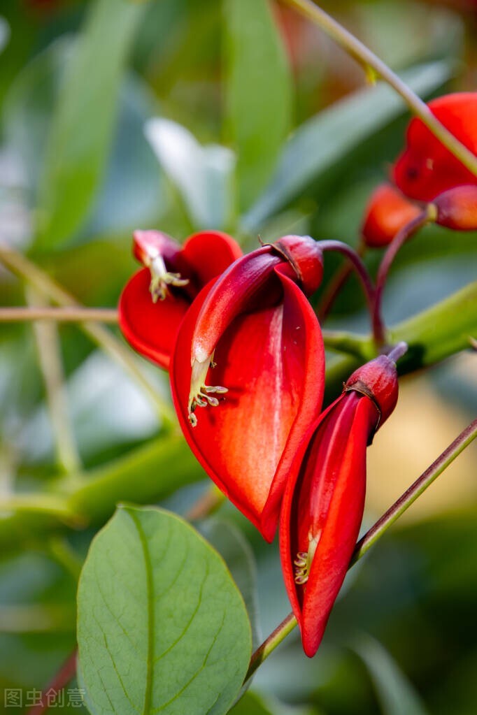 欣赏美丽的珊瑚,田里珊瑚树