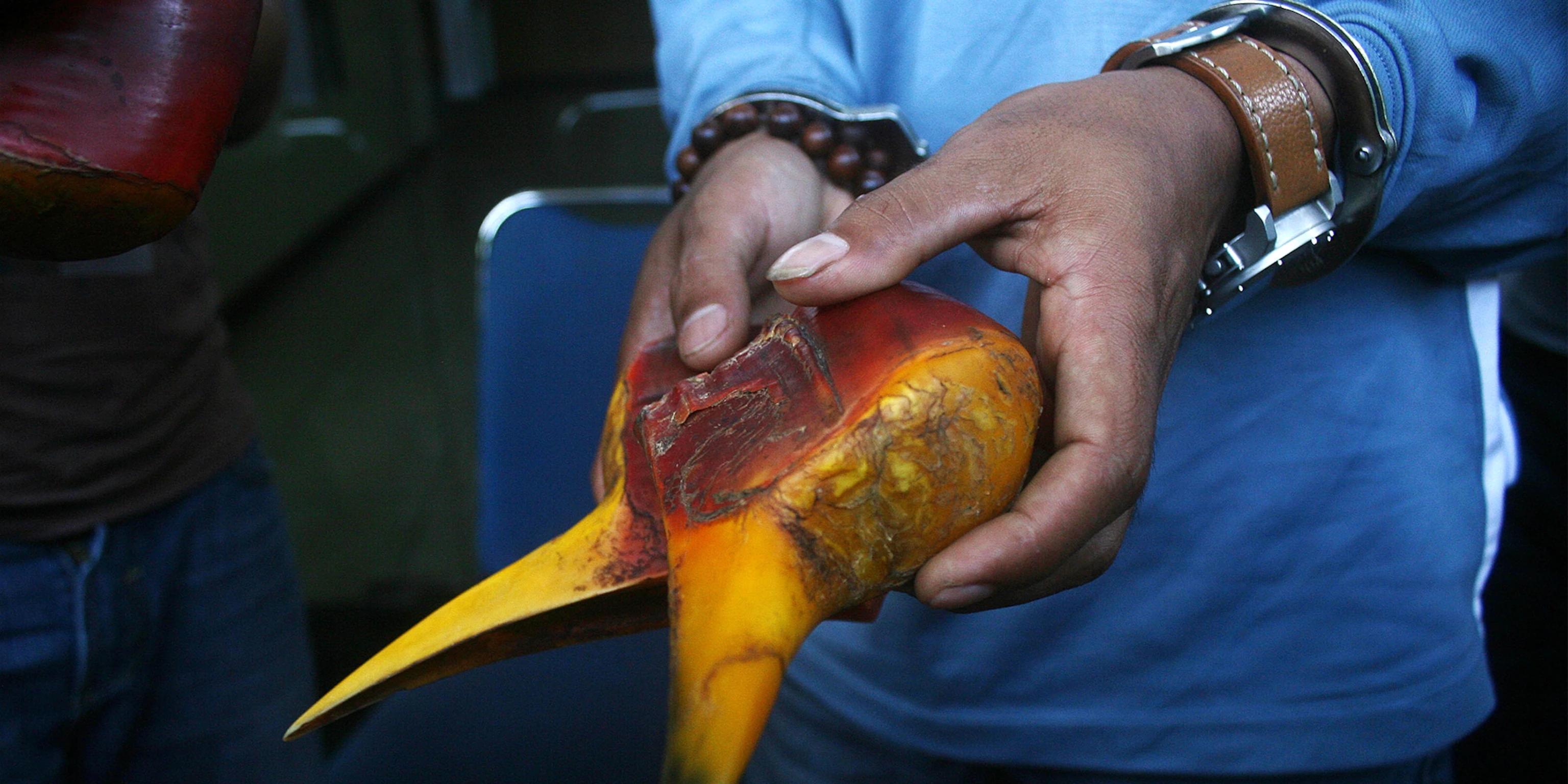 价值比象牙高3倍，活着被取骨后等死！盔犀鸟头骨到底有什么用？