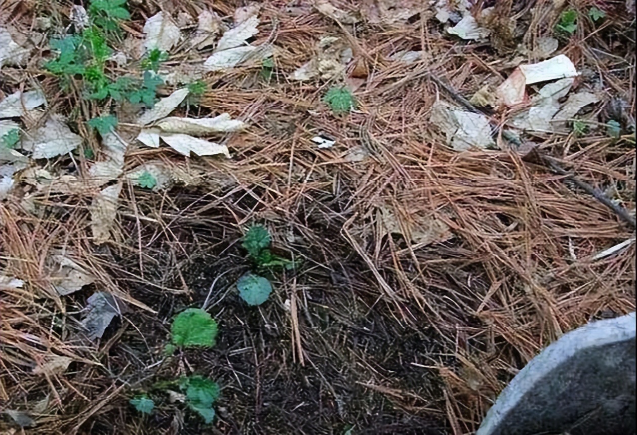 新手养花必学自制营养土,营养土田园土养花1比1可以吗