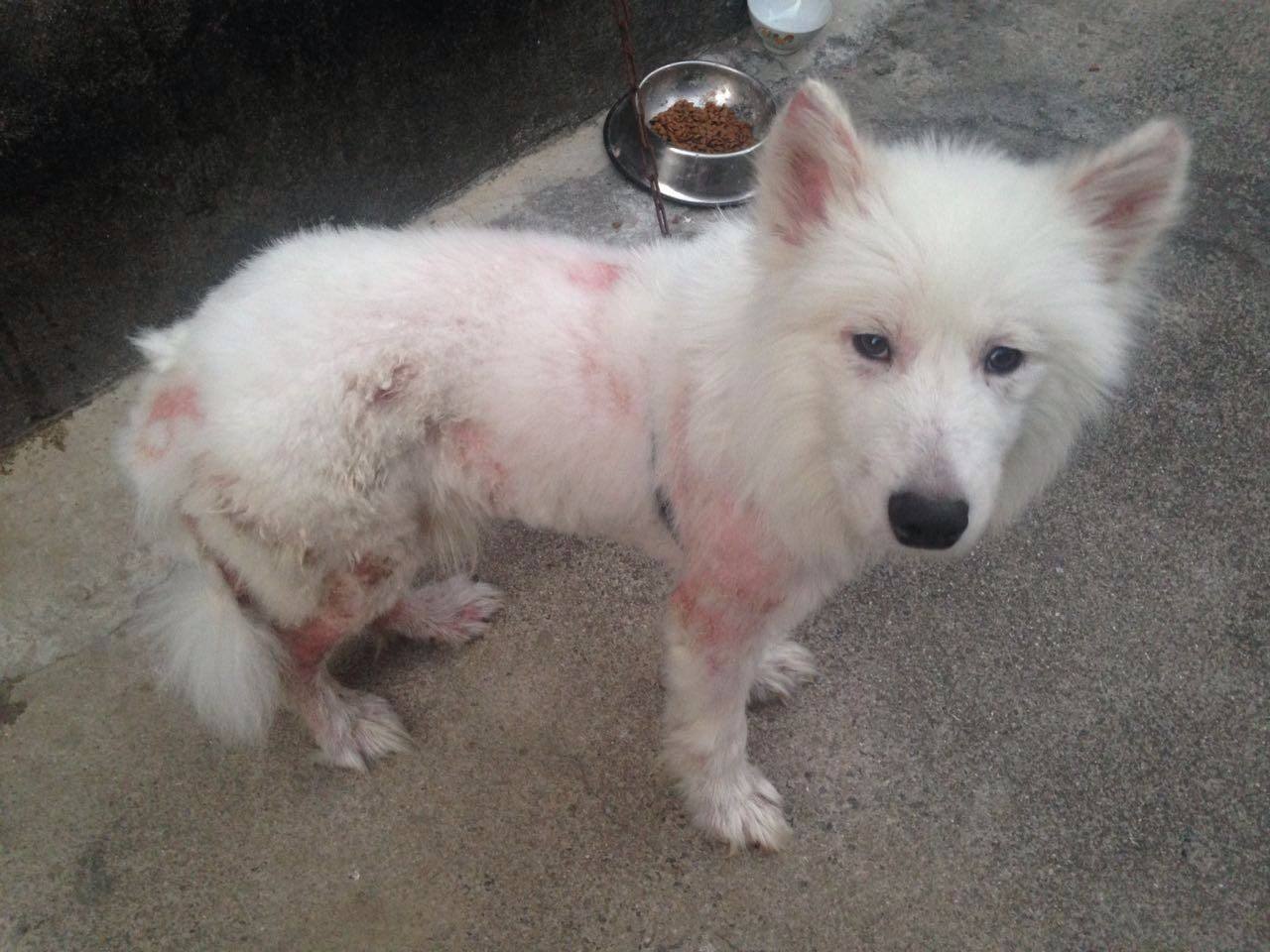 萨摩耶身体出现问题有哪些表现,有什么特征的萨摩不纯