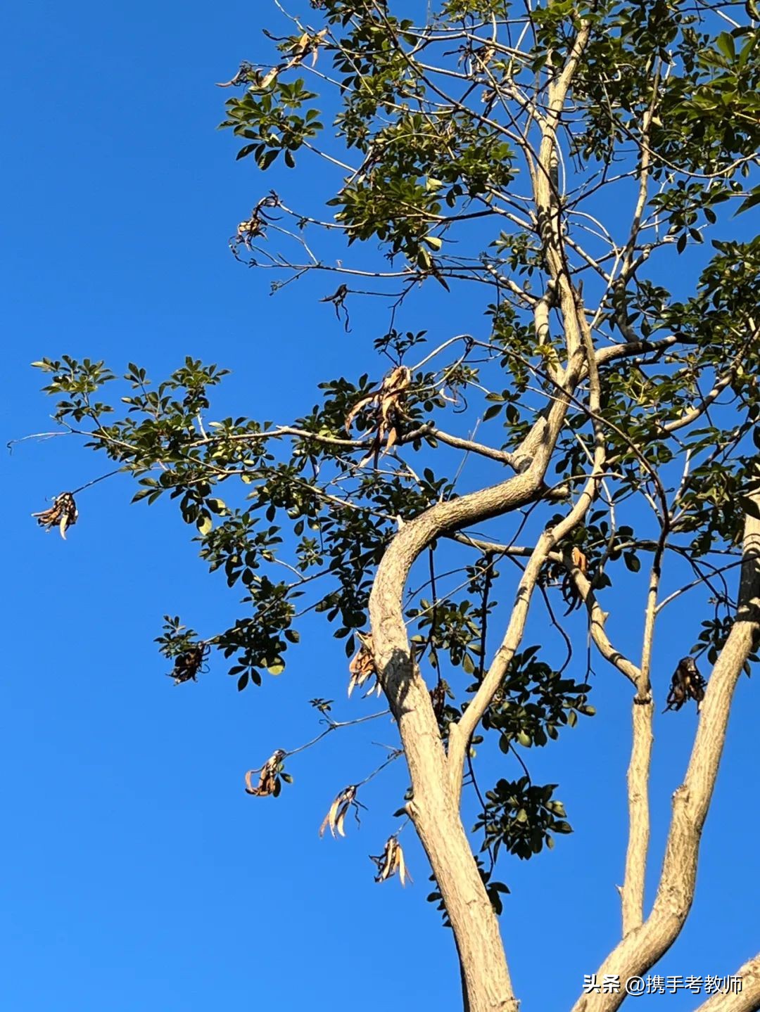 黄花风铃木品种介绍,黄花风铃木生长缓慢