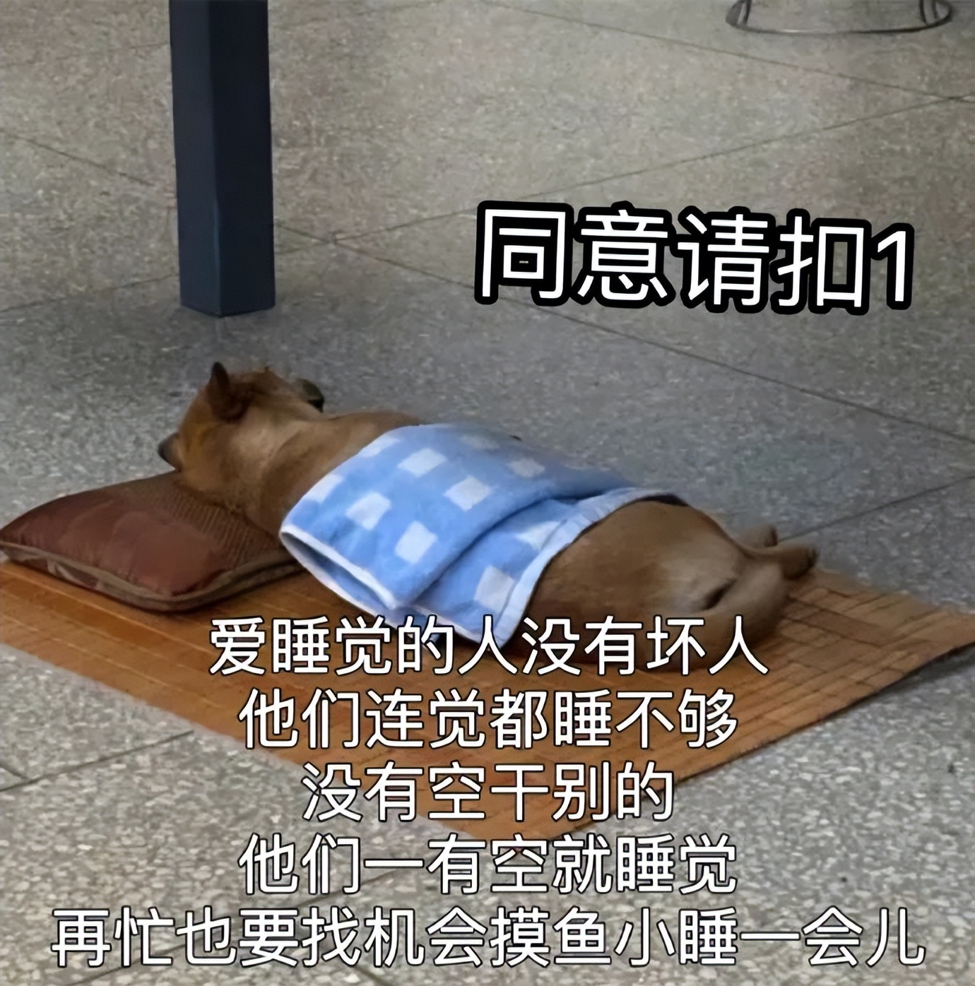 欲栽桂花同载酒终不似少年游图片,那些让你笑出眼泪的搞笑图片