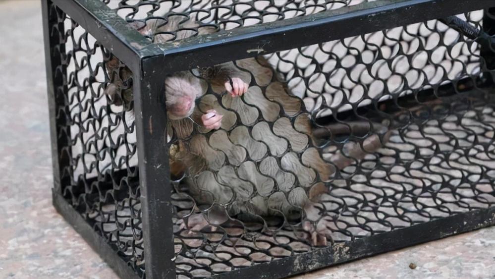 鼠王被抓叫来老鼠报复咬人,老鼠爬到床上为什么还会咬人