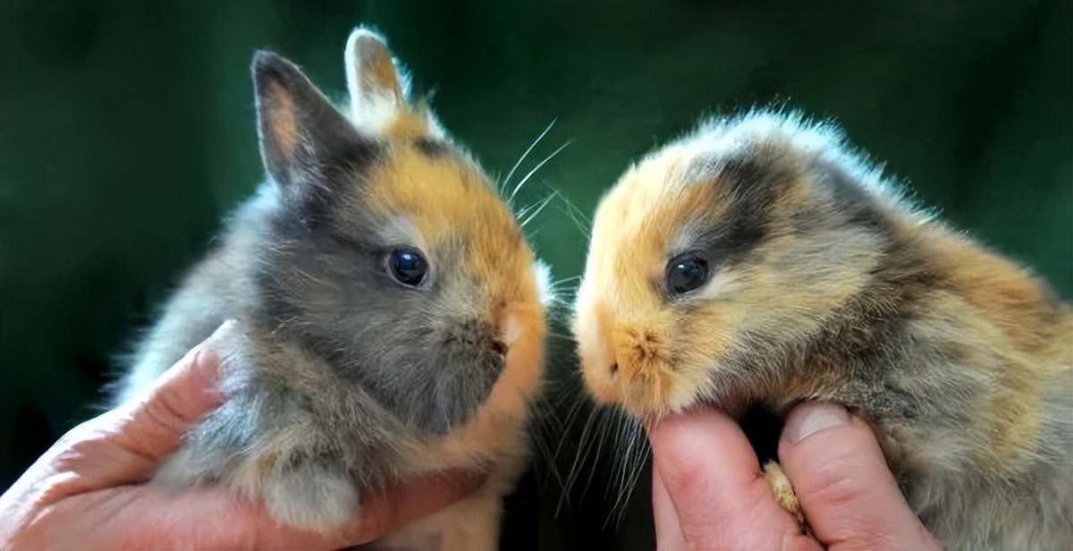 兔子跳肘倒立,为什么有些兔子可以倒立行走