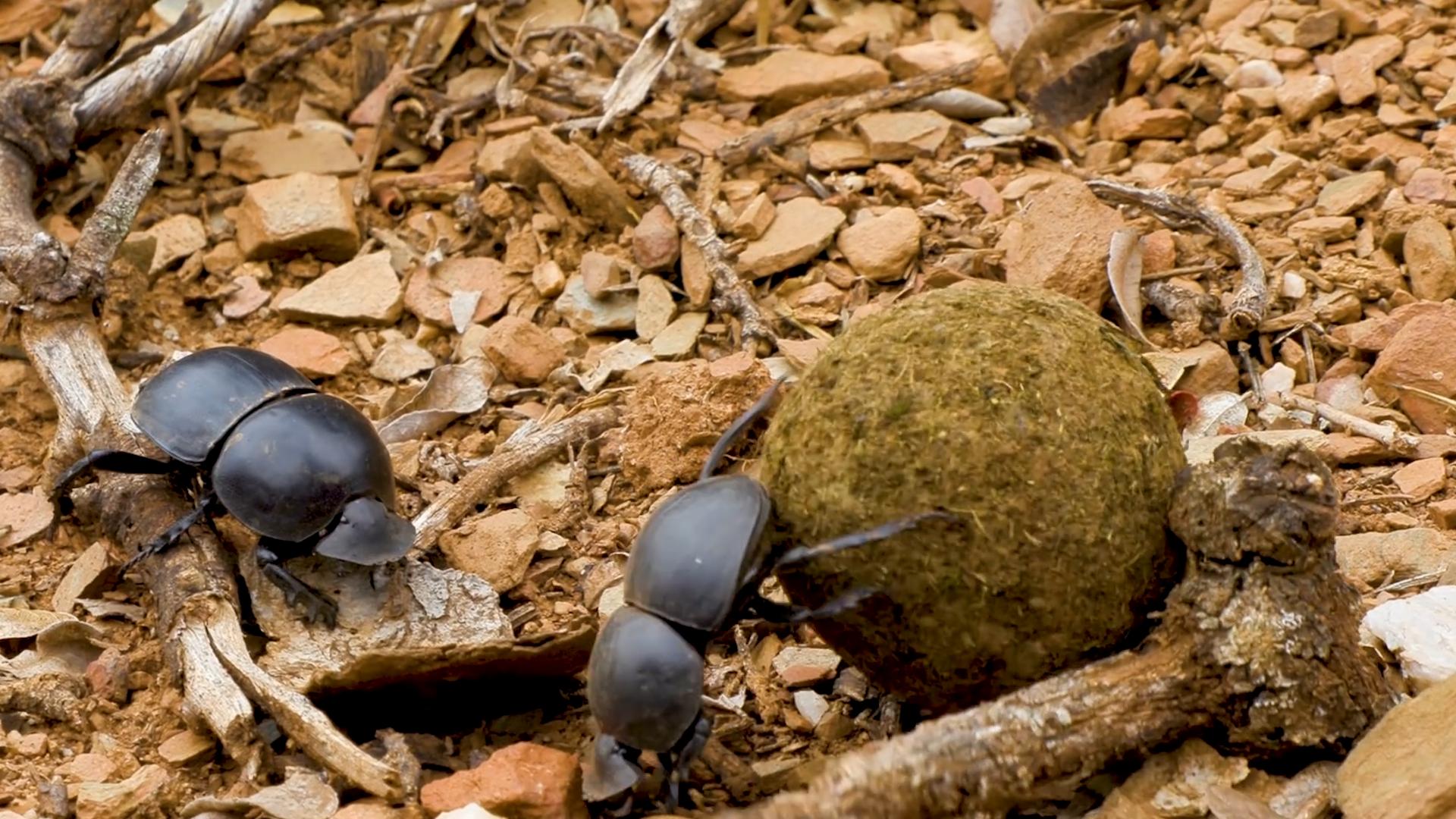 中国屎壳郎为什么备受澳洲欢迎,收购野生屎壳郎违法吗