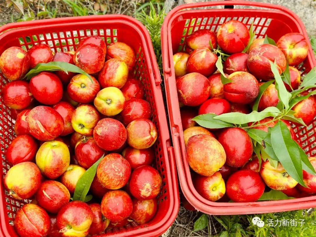 超甜预警！夏日采摘季！快来汉中实现水果自由~