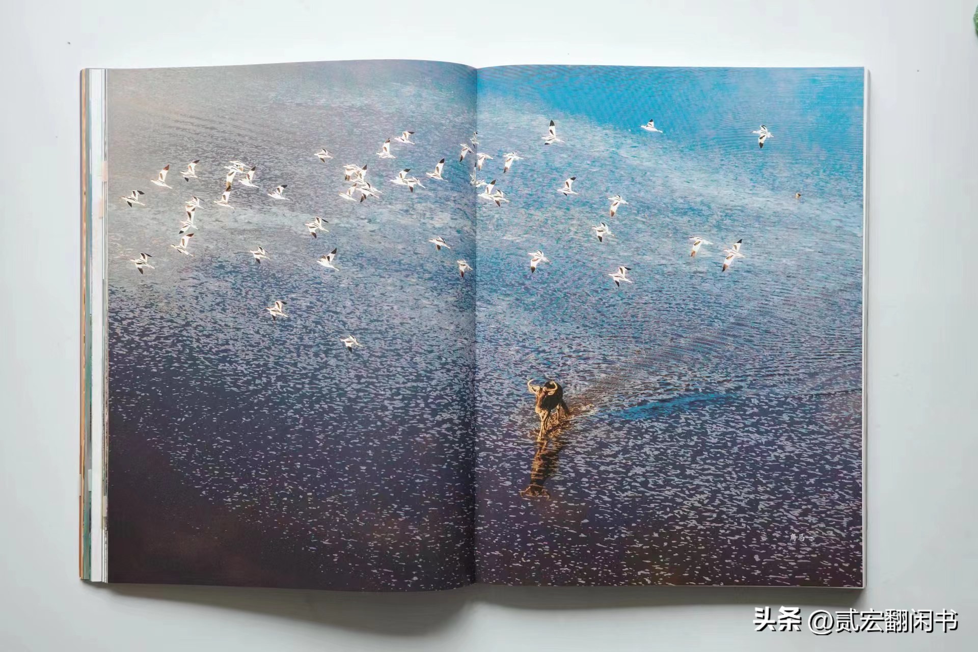 好想去非洲看动物大迁徙呀!先靠这书解馋吧