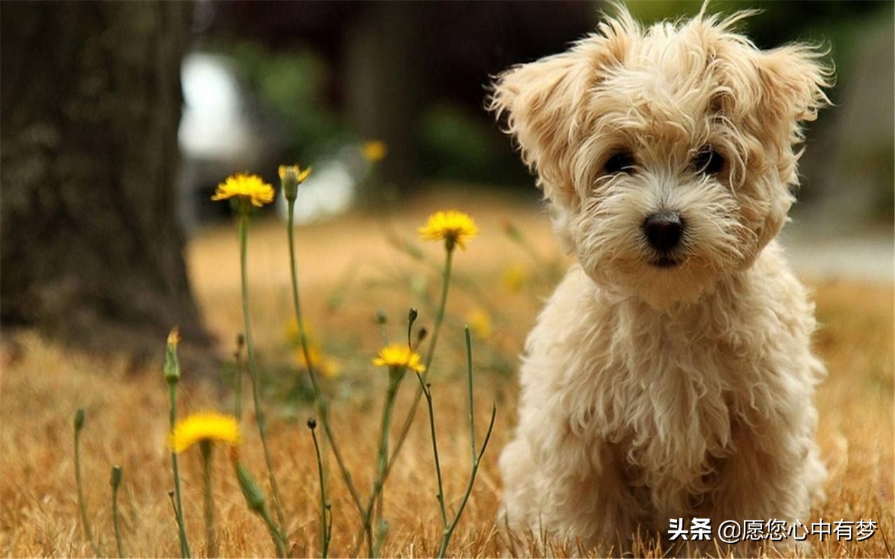 为什么狗不能吃葡萄却能用葡萄糖,狗为啥不能吃葡萄巧克力