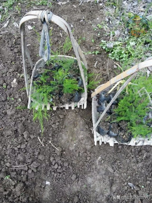 种植100万亩芦笋需育苗多少亩,带根芦笋怎么种植