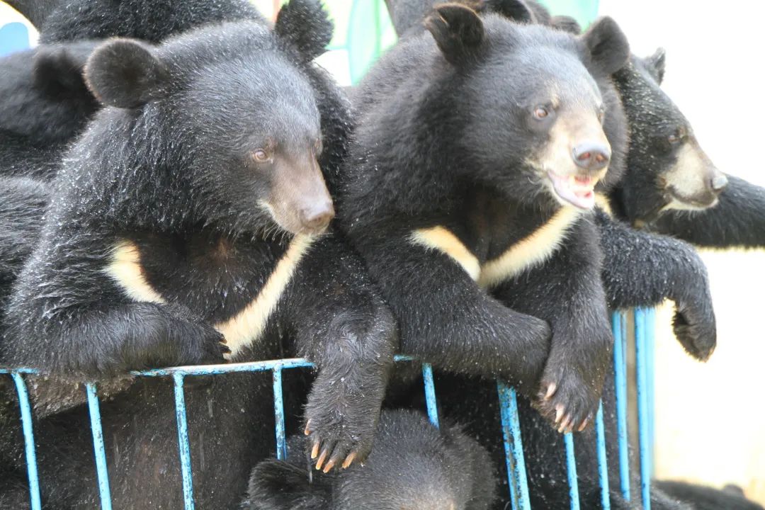 黑宝熊乐园需要自带泳圈吗,2020年黑宝熊乐园门票