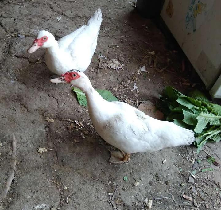 表哥的鸳鸯鸭真有意思