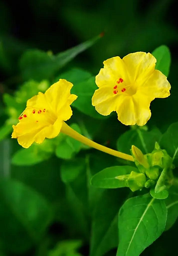 欣赏五颜六色的鲜花,五颜六色的鲜花太漂亮