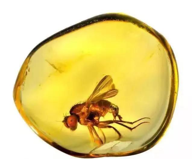 斯里兰卡国石,新西兰的国石