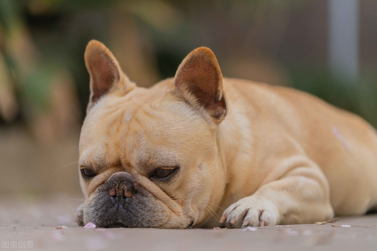 上班的人适合养什么宠物狗,上班适合养什么宠物