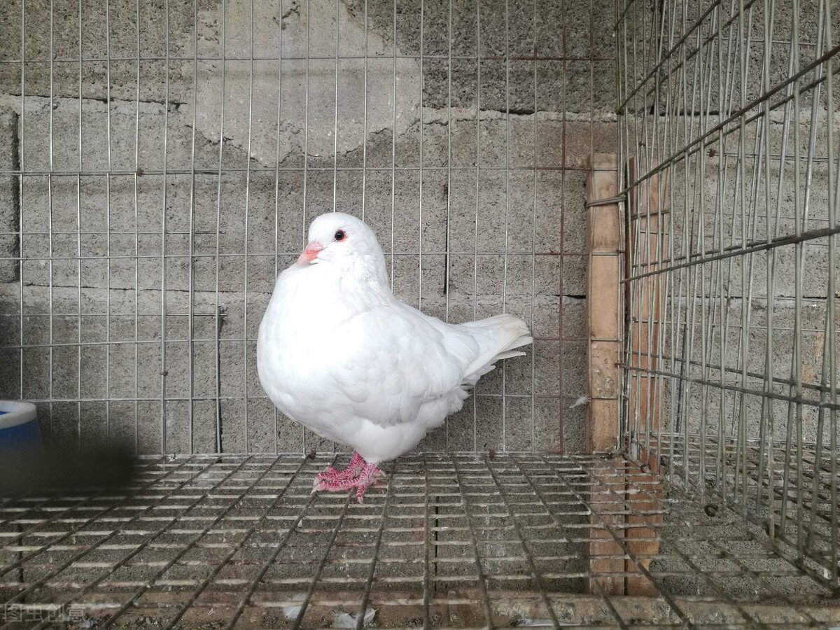 在农村种植或养殖什么比较赚钱,农村空房养殖什么最赚钱