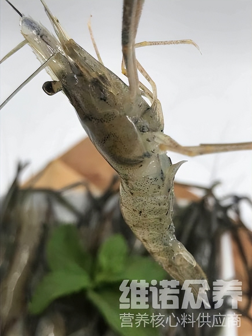 虾饲料有哪些配方比较好,大龙虾饲料配方大全