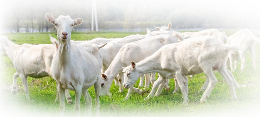 羊奶粉排行榜10强伊利,飞鹤星飞帆和伊利悠滋小羊哪个好