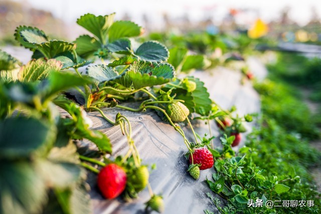 大棚草莓被偷吃视频,大棚草莓果子小怎么办