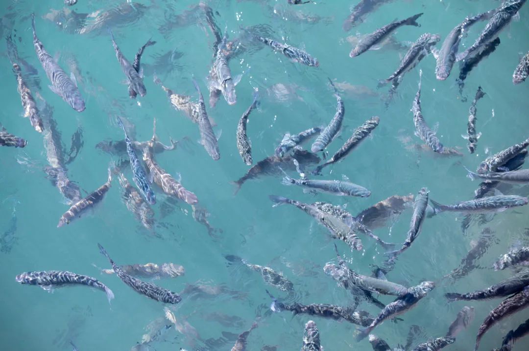 鱼怎样做才更香更美味,知道了一些事